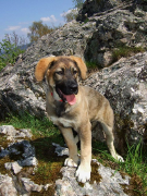 Urlaub Wandern mit Hund im Bayerischen Wald